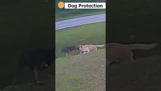 German shepherd saves sixyearold from being attacked by another dog [upl. by Anitsrihc]