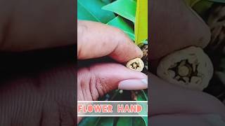 Sapodilla  Chiku  flower Hand pollination shortfeed greennature trendingshorts youtube [upl. by Anilad313]