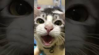 🤣😺 cat mycatchannel funny catchannel yourcat shortvideo pets catschannel yourpet [upl. by Mather92]