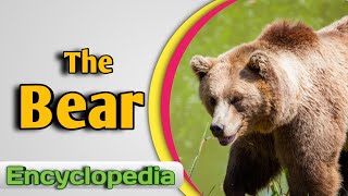 The Bear – Audio  Video Encyclopedia [upl. by Talanian]