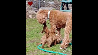 Red standard poodle puppies out in the yard playing Too cute [upl. by Ynohtnacram798]