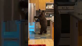 A bear stole food from their kitchen 😳 [upl. by Draneb]