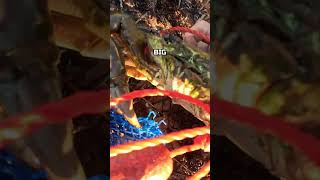 BIG CRAB automobile fishing boating outdoors wildlife carpfishing lake fish camping [upl. by Aneram]