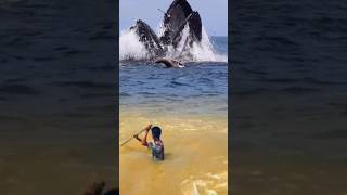 View of whales and birds in the sea while fishing animals [upl. by Gronseth]