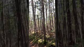 Rollins Trail from Mt Whiteface to Mt Passaconaway [upl. by Kerge]