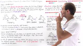 Glycogen Breakdown [upl. by Hillari]