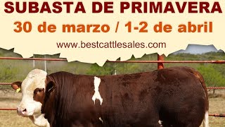 ¡¡SE VIENE LA GRAN SUBASTA DE TOROS SIMMENTAL Y SIMBRAH DE RANCHO LAS PIEDRAS [upl. by Iel]