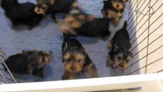 Miracle Yorkies Felicity Yorkie puppies [upl. by Benil]