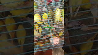 Bangor birds remove viralreels viralvideo video viralshorts bdbird [upl. by Erhard]