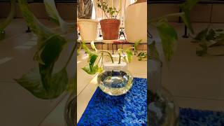 How to grow money plant in water  money plant propagation in water  moneyplant water shorts [upl. by Aniwde]