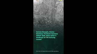 Gemas Banget Mama Harimau Terekam Kamera Jebak Ajak Jalanjalan 4 Anaknya di TN Gunung Leusermp4 [upl. by Magdau]