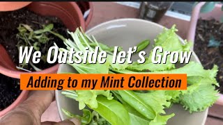 Growing My Mint Plant Collection What’s your favorite mint variety gardening SoBlezz [upl. by East]