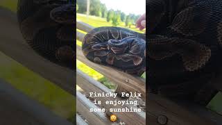 Finicky Felix ballpython shorts [upl. by Sylas]