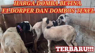 HARGA DOMBA BETINA F1 DORPER DAN DOMBOS TEXEL [upl. by Onidranreb]