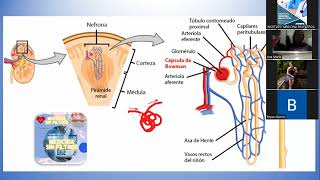 HISTOLOGÍA  SISTEMA URINARIO PARTE II [upl. by Mich]