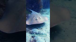 SPOTTED STINGAREE Blairgowrie Pier [upl. by Dranel]