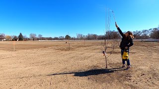 Spraying our Fruit Trees Dormant OilLiquid Cooper for Overwintering Insects amp Disease 🌳🍎👩‍🌾 [upl. by Adena]