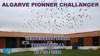 COLUMBOFILIA  VELOCIDADE MONTALVO  ALGARVE PIONNER CHALLENGE FEV24  VL21 [upl. by Alliber]