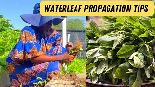 How to Propagate Waterleaf Talinum Triangulare Plants Fast  Best Gardening Tips [upl. by Gnemgnok]