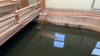 Feeding The Alligators LIVE [upl. by Etteiram84]