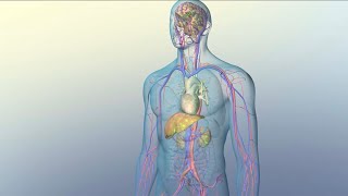 How Medications Reach Their Target Sites Within Your Body [upl. by Assiluy]