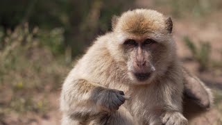 berberaffen baby barbary macaquemacaque baby animalzoo erfurtbaby animals makake zooZoo Erfurt 4 [upl. by Atirehc88]