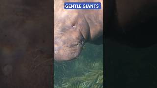 MANATEES AKA SEA COW [upl. by Yt]