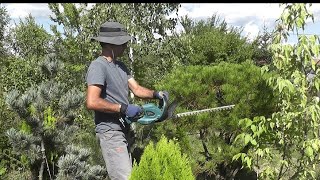 Trimming Pinus densiflora umbraculifera  Makita DUH523Z Hedge Trimmer [upl. by Dugaid]