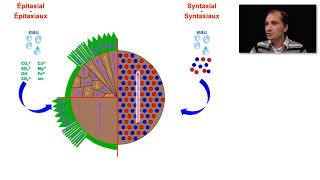 Les ciments épitaxiaux et les ciments syntaxiaux par Yann Hautevelle [upl. by Nora]