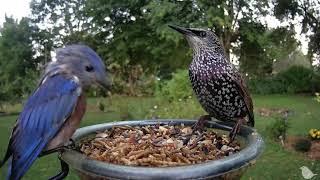 Eastern Bluebird tries out warning call with Starling [upl. by Hisbe]