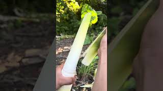 How to peel bamboo shoots correctly bushcraft survivallife camping singlemom shorts [upl. by Castera799]