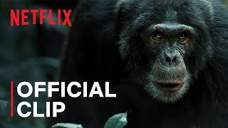 Chimp Empire  Chimps Go to War  Netflix [upl. by Nnairak]