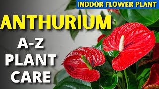 ANTHURIUM PLANT CARE TIPS – INDOOR FLOWERING PLANT  GROW ANTHURIUM FLOWER AT HOME EASILY [upl. by Sharity]