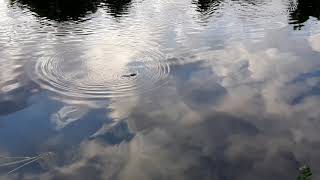 Platypus Ornithorhynchus anatinus surface at meander river [upl. by Annoyek]