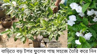 How To Grow Big Creper Jasmin Plant In Smool Pot Collect New Crepe Jasmin Plant From Mother Plant [upl. by Kenley]