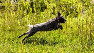 Training Your Wirehaired Pointing Griffon for Agility [upl. by Sirob922]