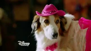 Pup Star Featurette  Meet the Contestants 2016  Air Bud Entertainment Movie [upl. by Corbie709]