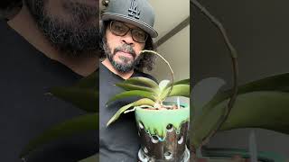 Should you cut the spike after your orchid blooms [upl. by Boiney]