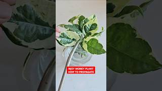 How to Propagate Njoy Pothos 💚 pothospropagation [upl. by Baxie977]