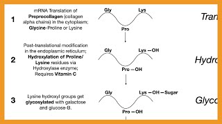 Collagen Synthesis [upl. by Hock]