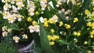 ONCIDIUM TWINKLE ORCHID GREENHOUSE TOUR ONCIDIUMS IN FULL BLOOM [upl. by Inohtna]