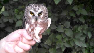 Northern Sawwhet Owls Impressive Head Control [upl. by Gardel842]