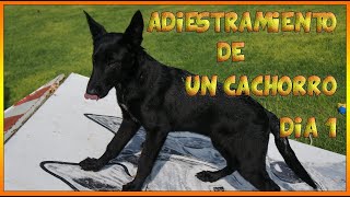 1 Entrenamiento o adiestramiento de un cachorro pastor belga malinois [upl. by Hannad858]