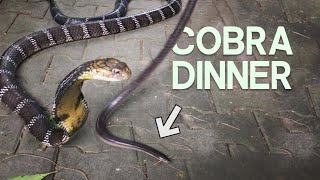 SNAKE VS SNAKE  KING COBRA FEEDING WITH CHRISWEEET [upl. by Ddene495]