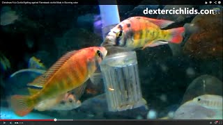 Christmas Fulu Cichlid fighting against Flameback cichlid Male in Stunning color [upl. by Launame]