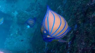 Angelfish Pomacanthus annularis Mu Ko Surin [upl. by Gnof]