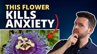 Purple Passionflower for Anxiety and Panic Attacks  A Natural Remedy that Works [upl. by Bonns241]