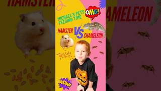 Hamster VS Chameleon hamsters chameleon [upl. by Rengaw]