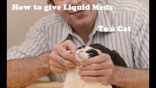 How to give liquid medication to a cat [upl. by Aled]