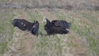 독수리 4형제 Cinereous vulture birdwatching [upl. by Peterson]